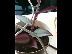 Planty video on WebcamWhoring.com